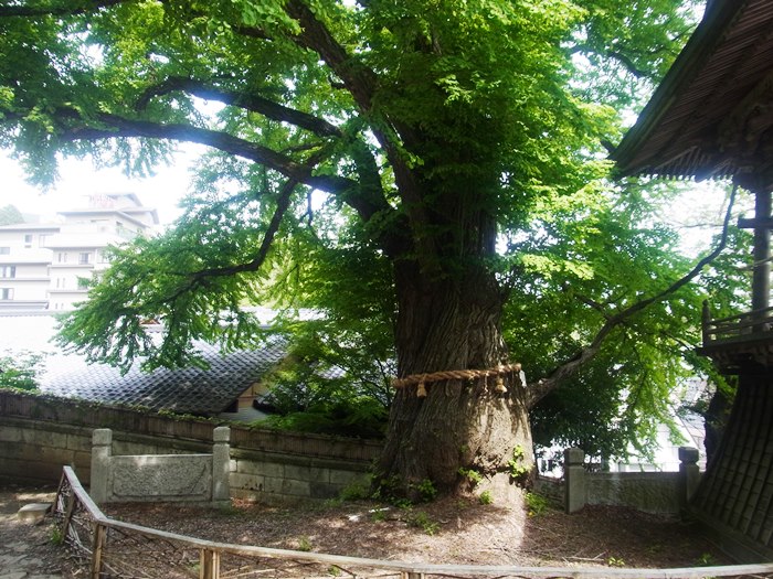 北向観音の境内にある愛染かつら