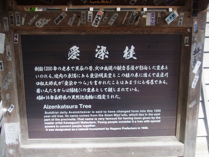 愛染カツラの前にある立て札