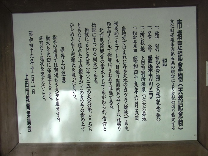 愛染カツラの説明書き