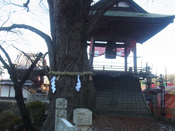 北向観音の愛染カツラ